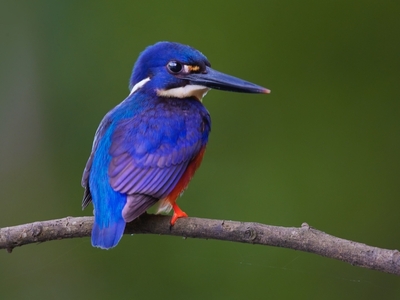 Daintree Boatman Nature Tours